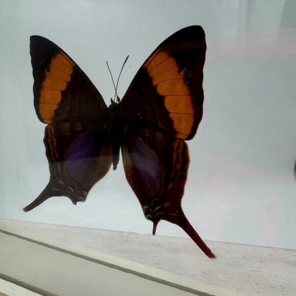 FRAMED DAGGERWING BUTTERFLY (MARPESIA CORINNA) Mounted butterfly wall hanging pi - Picture 4 of 11